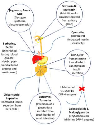 Antidiabetic Phytochemicals From Medicinal Plants: Prospective Candidates for New Drug Discovery and Development